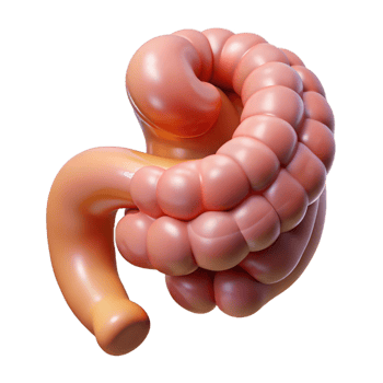 beautiful nordic Hyper-specific, photorealistic render of a biomechanical intestine segment with enhanced digestion capabilities, isolated cutout with Transparent Background masterfully captured png