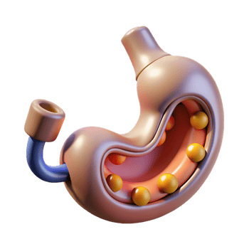 unparalleled mid-century Professional render, concept art style, biomechanical stomach with integrated nutrient absorption system, isolated cutout with Transparent Background precision png