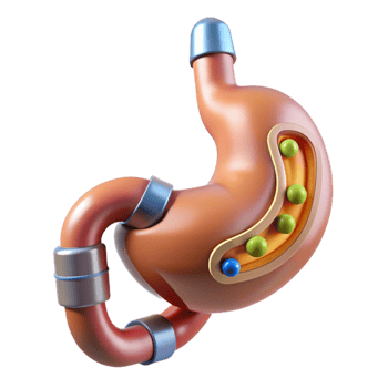 distinctive art deco Professional render, concept art style, biomechanical stomach with integrated nutrient absorption system, isolated cutout with Transparent Background expertly shot png