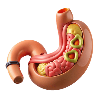 celebrated nordic Isolated cutout, concept art style biomechanical stomach with digestive enzymes and nutrient absorption system Ultra-detailed with Transparent Background gallery standard png