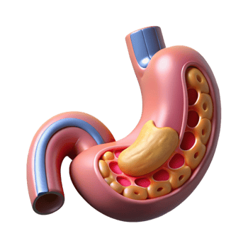 immaculate nordic Isolated cutout, concept art style biomechanical stomach with digestive enzymes and nutrient absorption system Ultra-detailed with Transparent Background expertly shot png