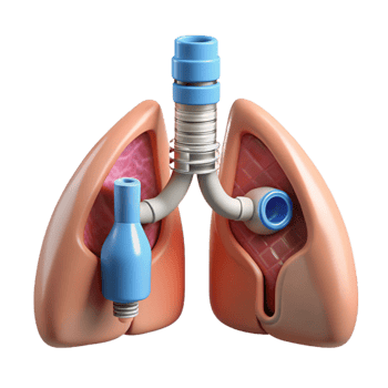impressive exceptional Hyper-specific, concept art style, isolated cutout of a biomechanical lung with integrated filtration system with Transparent Background png