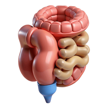 elegant coveted Hyper-specific, concept art style, isolated cutout of a biomechanical intestine with integrated nutrient absorption system with Transparent Background png