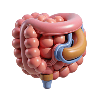 ethereal striking Hyper-specific, concept art style, isolated cutout of a biomechanical intestine with integrated nutrient absorption system with Transparent Background museum quality png