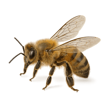 Honeybee macro profile with detailed wings and fur png