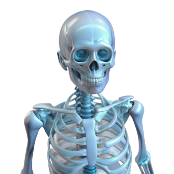 elegant traditional X Ray Vision Skeletal Structure Transparent Background png