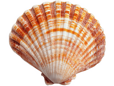 Vibrant Orange and White Striped Seashell png