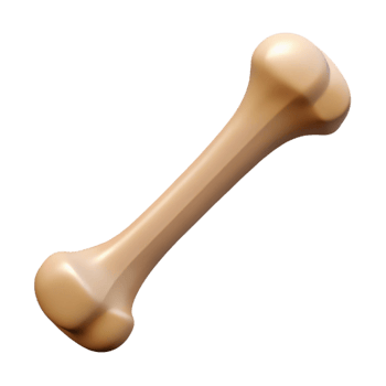 splendid sought-after Ultra-detailed, photorealistic render of a single bone, human femur, isolated cutout with Transparent Background png