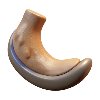 striking peaceful traditional Photorealistic, hyper-specific, isolated cutout Professional render of a single Centaur hoof, worn and dusty with Transparent Background gallery standard png
