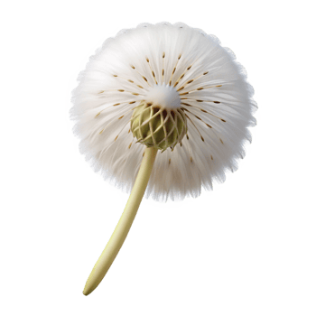 melancholic pristine Photorealistic isolated cutout of a single dandelion seed head with delicate white fluff with Transparent Background luxury png