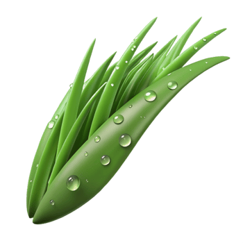 fascinating unforgettable Photorealistic, ultra-detailed, isolated cutout of a single, wet, dew-covered blade of grass with Transparent Background png