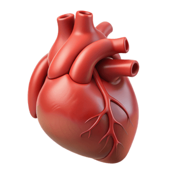 mesmerizing victorian Isolated cutout of a single ultra-detailed photorealistic human heart rendered in anatomical detail, professional render with Transparent Background impeccable png