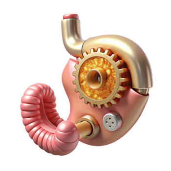hypnotic melancholic contemporary Hyper-specific photorealistic biomechanical stomach, digestive system exposed, churning gears, brass and gold, isolated cutout with Transparent Background handcrafted png
