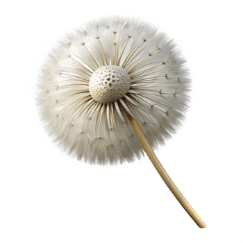 magnificent distinguished Photorealistic professional render, hyper-specific, single isolated dandelion seed head, ultra-detailed with Transparent Background png
