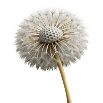 mesmerizing dynamic organic Photorealistic isolated cutout of a single dandelion seed head, ultra-detailed professional render with Transparent Background 4K png