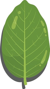 Green leaf illustration in flat design style with detailed textures and shadows art vector