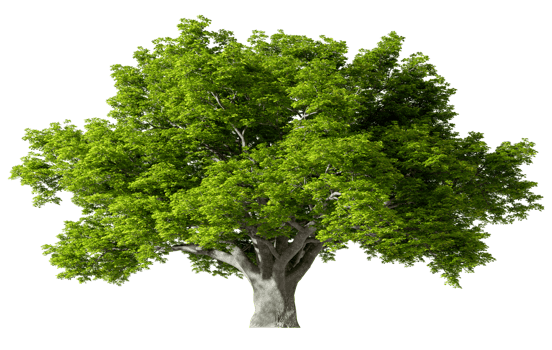 Big tree standing growth cut-out transparent backgrounds 3d rendering png