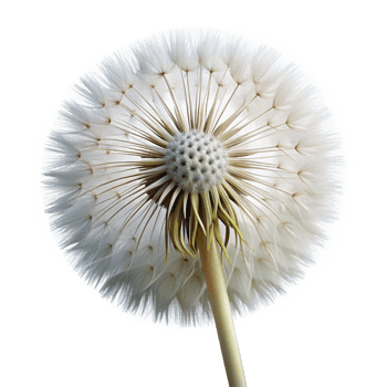 stunning standout Photorealistic ultra-detailed hyper-specific isolated cutout of a single dandelion seed head, delicate, intricate, floating, with Transparent Background png