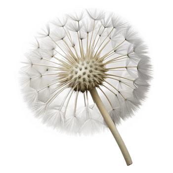 mesmerizing unforgettable Photorealistic, ultra-detailed isolated cutout of a single, perfect dandelion seed head with Transparent Background png