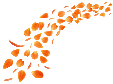 Beautiful orange tulip petals gracefully scatter, creating vibrant and lively scene that captures essence of spring png