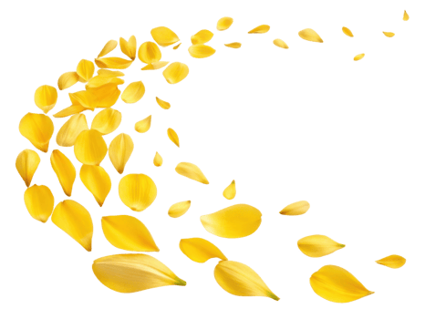 Bright yellow tulip petals gracefully swirl in beautiful display, creating vibrant and cheerful atmosphere that captures essence of spring png
