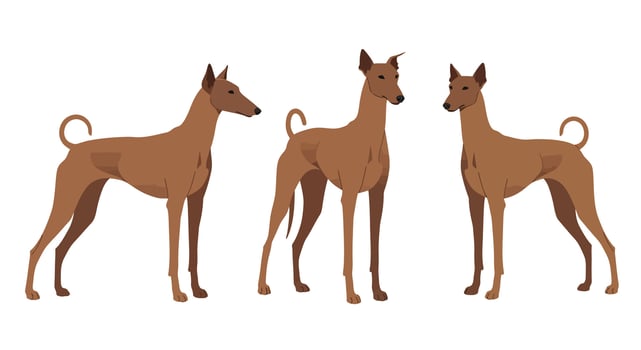 Greyhound dog trio in flat design showcasing different poses illustration vector