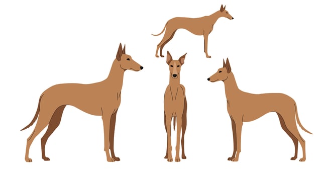 Four stylized greyhounds in various poses showcasing flat illustration vector