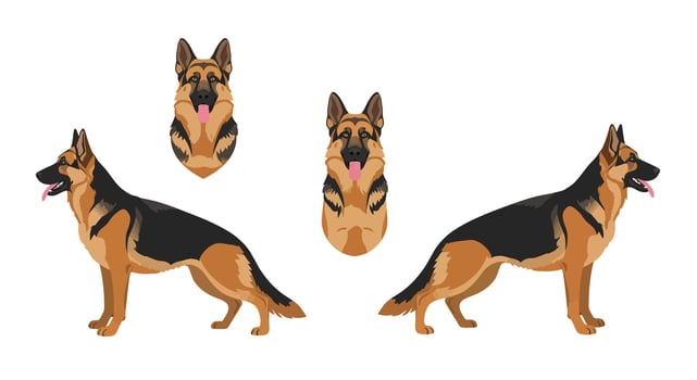 German Shepherd dog in various poses flat illustration and vector