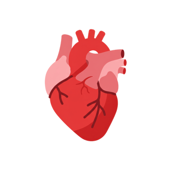 Detailed Anatomical Illustration of the Human Heart png