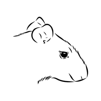 The head of the South American rodent agouti drawing vector
