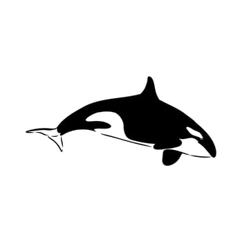 marine mammal killer whale black and white drawing vector