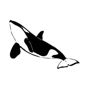 marine mammal killer whale drawing vector