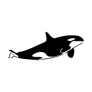 marine mammal killer whale vector