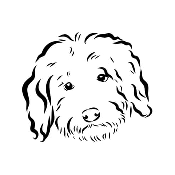 French dog of ancient breed barbet sketch vector