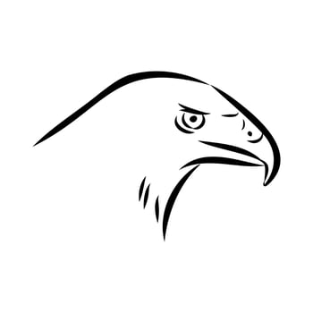 the head of the eagle buzzard aguya sketch vector
