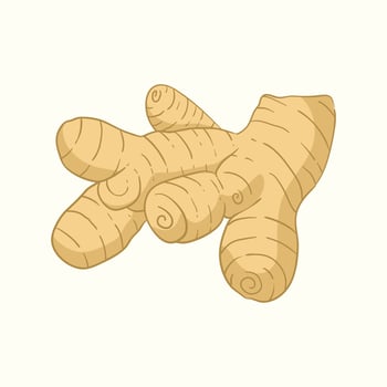Aromatic Ginger flat design cartoon icon illustration vector