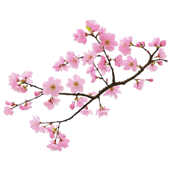 Beautiful pink cherry blossom branch isolated on Transparent background for spring floral designs and backgrounds png