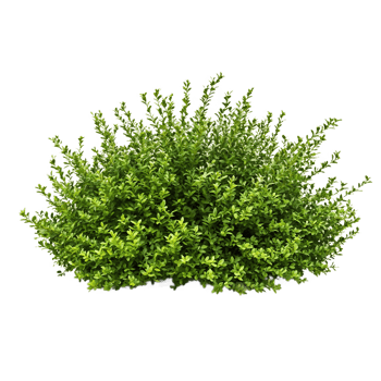 Isolated round green bush with dense foliage on transparent background, perfect for landscape design visualization, garden planning, and architectural renderings png
