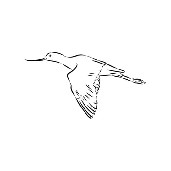 Wading bird sandpiper drawing vector