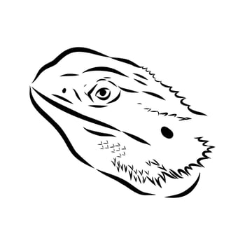 agama reptile sketchWeb vector