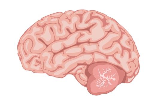 Illustration of scientific design scheme, human brain side view vector