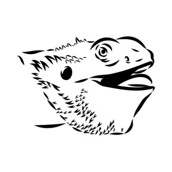 Agama reptile hand-drawn vector