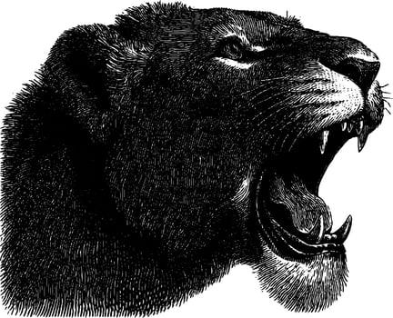 Roaring lion engraving detailed black and white wildlife art. vector
