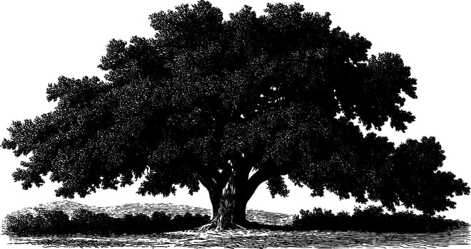 Detailed engraved illustration of majestic old oak tree for classic nature art. vector