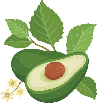 avocado brunch and flowers fruit, whole and split avocados vector