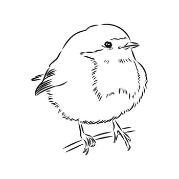 Beautiful robin bird drawing vector