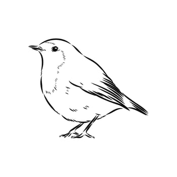 beautiful robin bird vector