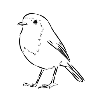 songbird robin burrow vector