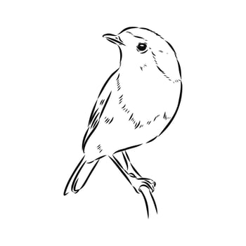 migratory bird robin drawing vector