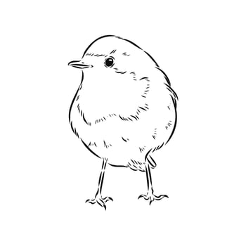 migratory bird robin handmade drawing vector